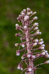 Petasites paradoxus flower growing in meadow, close up shoot	