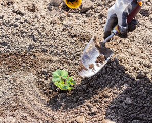 Gardener in gloves levels ground around bush of strawberry seedlings with garden shovel. Springtime