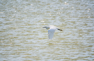 The flight of the little egret or Small White Heron.