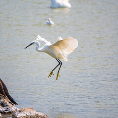 The flight of the little egret or Small White Heron.