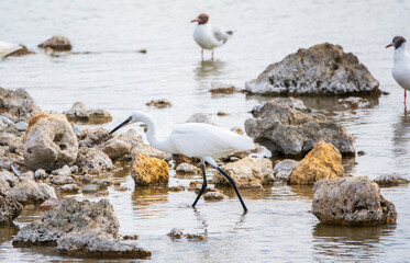 The small white heron or Little egret stands in the lake