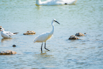 The small white heron or Little egret stands in the lake