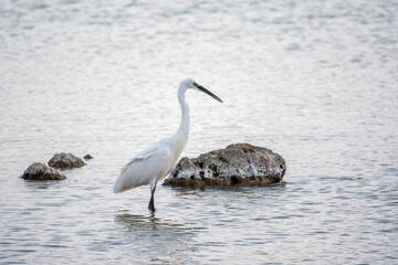 The small white heron or Little egret stands in the lake