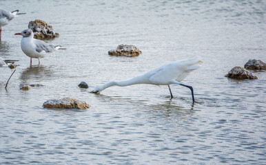 The small white heron or Little egret stands in the lake
