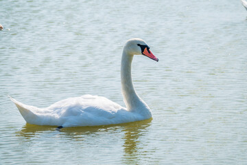 Graceful white Swan swimming in the lake, swans in the wild. Portrait of a white swan swimming on a lake.