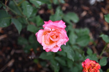 Pink Rose Sunset Colors
