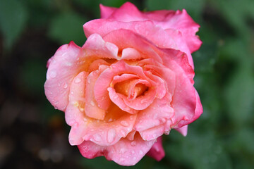 Close-up Ombre Rose