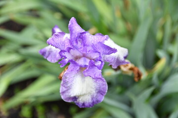 Purple and White Iris