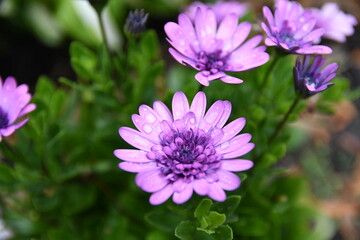 Obraz premium Purple Asters with water droplets