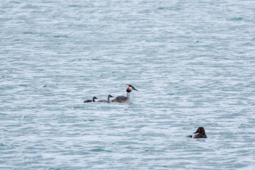 The waterfowl bird, great crested grebe with chick, swimming in the lake.
