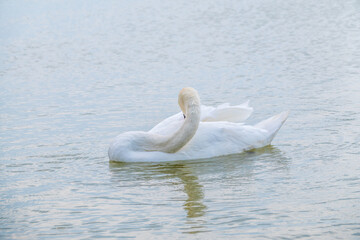 Graceful white Swan swimming in the lake, swans in the wild. Portrait of a white swan swimming on a lake.