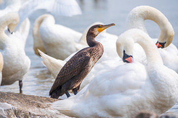 Great cormorant stands among white swans on the lake shore