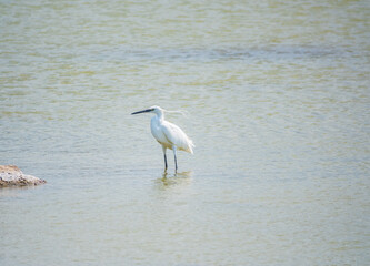 The small white heron or Little egret stands in the lake