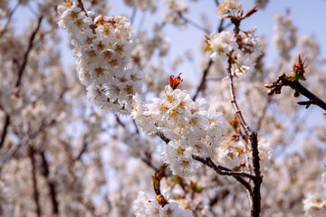Cherry trees blossoming in the garden, Qingdao, Shandong, China, close up background image with copy space for text