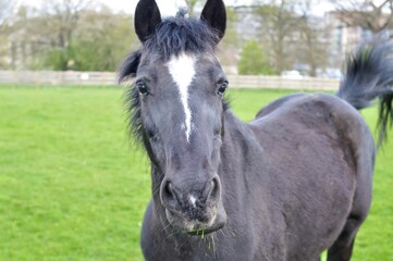 Horse grazing on farm and chewing green grass copy space