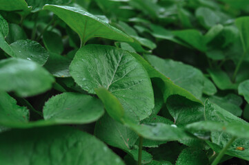 Fresh green leaves background texture copy space