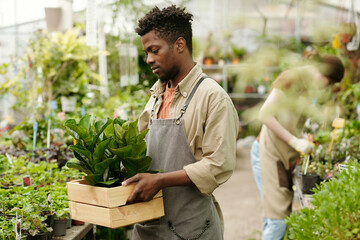African young worker bringing box with new plants for sale in flower market
