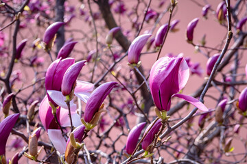Close up bacground image of the Blossoming magnolia tree in spring n Qingdao, Shandong, China, copy...