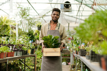 Portrait of African young gardener in uniform holding box with green plant and smiling at camera standing in grenhouse