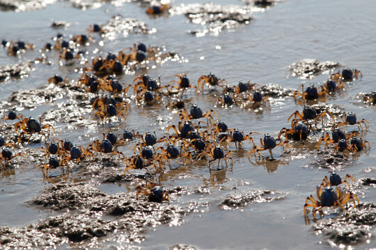 Cast of crabs running along the shoreline