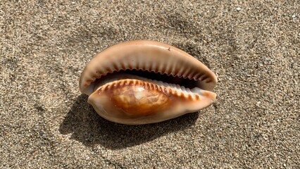 Sea shell with beautiful texture on the sand of beach background
