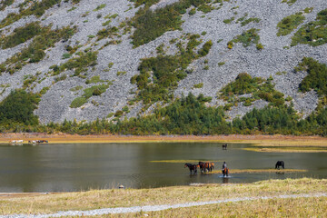 Beautiful rural landscape with horses on the lake at the foot of the mountain.