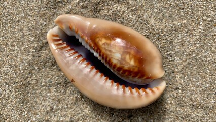 Sea shell with beautiful texture on the sand of beach background