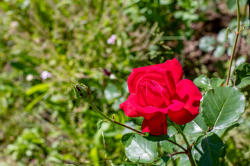 Red rose on a green natural background. One open flower blossom rose, symbol of love