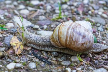 large grape snail crawls slowly along a gravel road