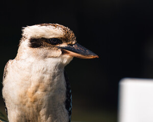 Australian Kookaburra