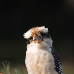 Kookaburra portrait