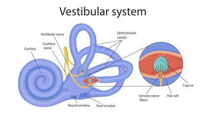 vestibular system. the inner ear and its relation to balance and balance. human biology - obrazy, fototapety, plakaty