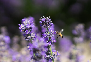 Honey bee over lavender flower