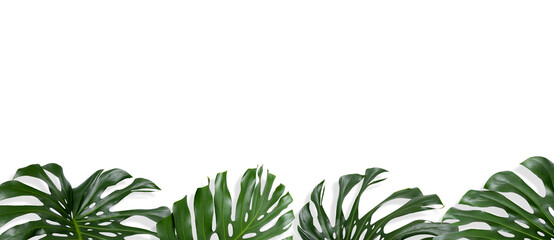 monstera plant, banner with green single leaves  