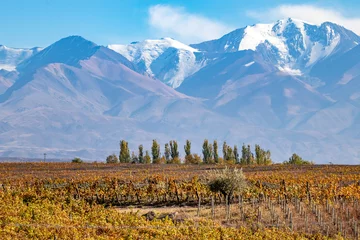 Cercles muraux Vignoble Automne à Mendoza, Argentine