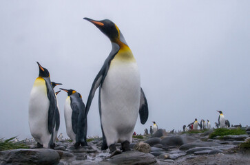 King Penguin Group standing on rocky shore