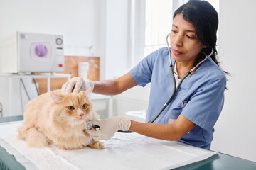Hispanic woman working in veterinary clinic listening to heart beat and breath sounds of ginger cat...