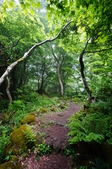 fascinating misty forest and pathway