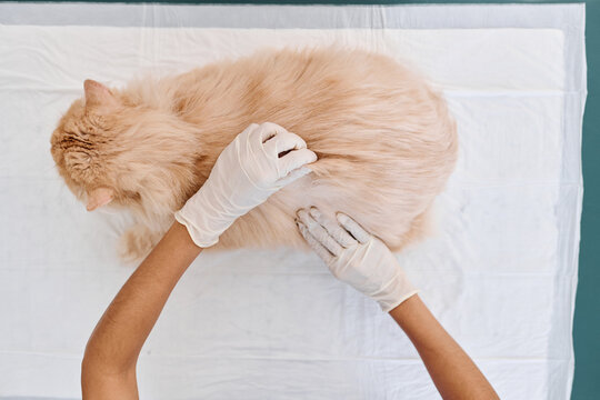 From above view shot of unrecognizable veterinarian wearing protective latex gloves palpating cat during health check up appointment