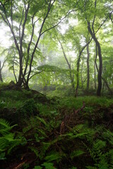 mystic misty forest in springtime