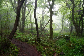 thick wild forest and pathway in mist