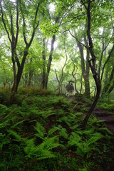 Fototapeta premium old trees in misty forest