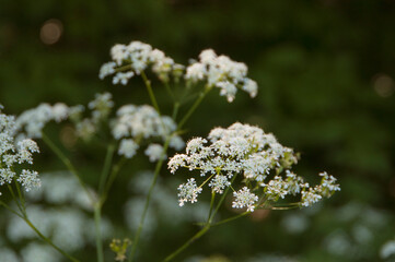 Anthriscus flowers in a forest, close up shot