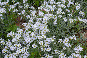 White flowers cerastium carnation blossom top view natural background