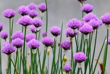 Garden bed with blooming green onions on a summer day