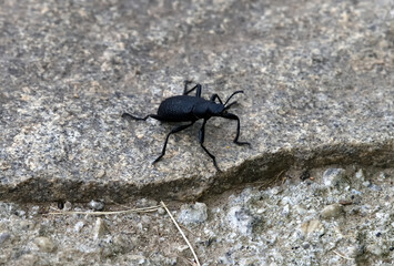 A black beetle sits on a stone on a summer day