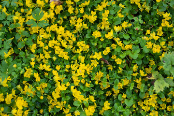 loosestrife moneywort blossom. Yellow small flower in nature creeping along the ground