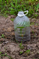 Seedling in the garden bed are covered with plastic water bottl with the bottom cut off