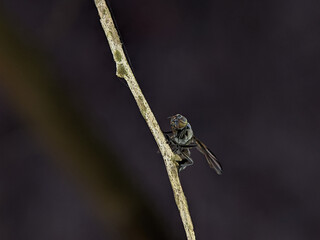 Black horse fly (Tabanus atratus) on a wooden branch with blur background.