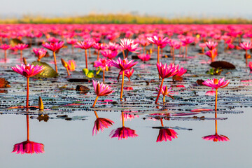 Ban Bua Daeng,Nonghan  Udon Thani , picture of beautiful lotus flower field at the red lotus Panorama View.